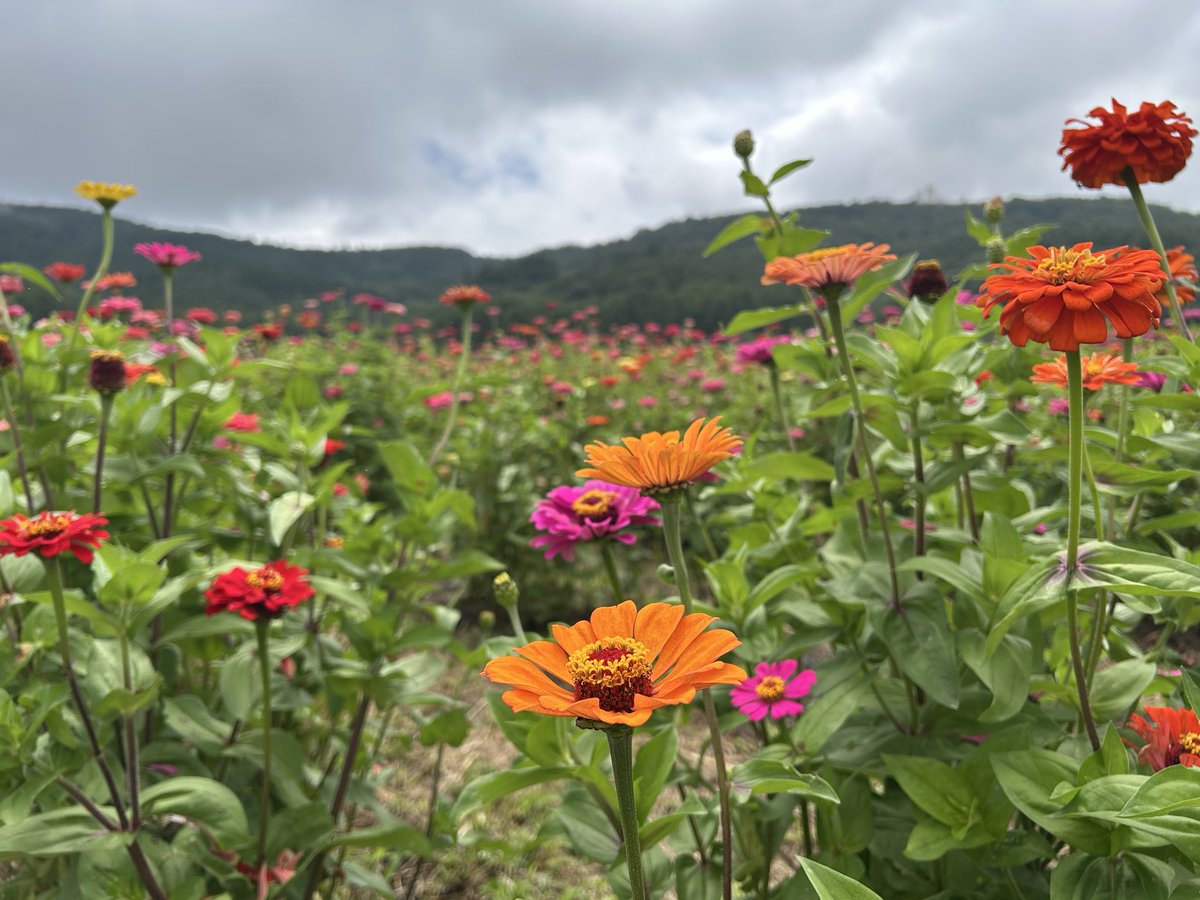 ogyashumi's tweet photo. おぎゃようございます☀️

お盆休みは山梨観光してきたよ！
自然が好きだから癒されました。

今週も頑張ろうね✊ ̖́- https://t.co/Meo8KbAKMx