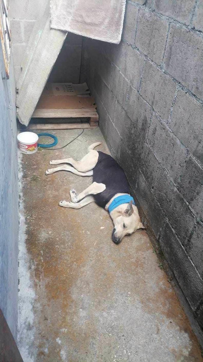 lyssitta's tweet photo. #ServicioSocial
ADOPTA 💕🐾

esta perrita andaba en celo y la llevamos a esterilizar? Ahora está por terminar su tiempo en el hogar temporal y necesitamos encontrar una solución para ella.

Ya intentamos regresarla al lugar donde pensábamos que vivía, pero siempre se regresa. Lamentablemente, los vecinos no la quieren en la zona y nos preocupa que quede nuevamente en la calle.

Agradecemos mucho si pueden ayudarnos a compartir para encontrarle un hogar temporal o, idealmente, una familia que pueda adoptarla. ❤️🐾

Si están interesados en adoptarla, por favor comuníquense al 7435-5118.
Zona Altavista