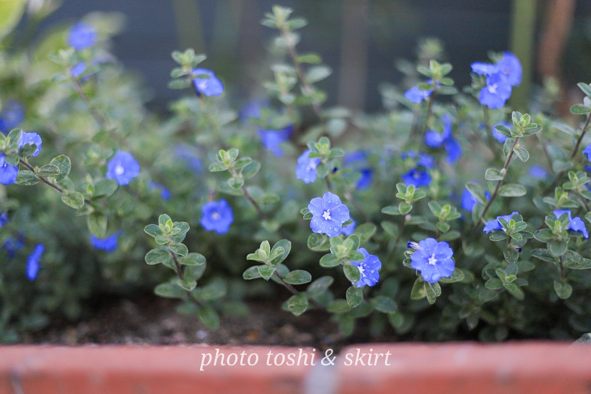 pastoshi's tweet photo. 我が家の花壇で今元気に咲いている花

#ルドベキアタカオ
#アメリカンブルー https://t.co/z2GXzDrO7f
