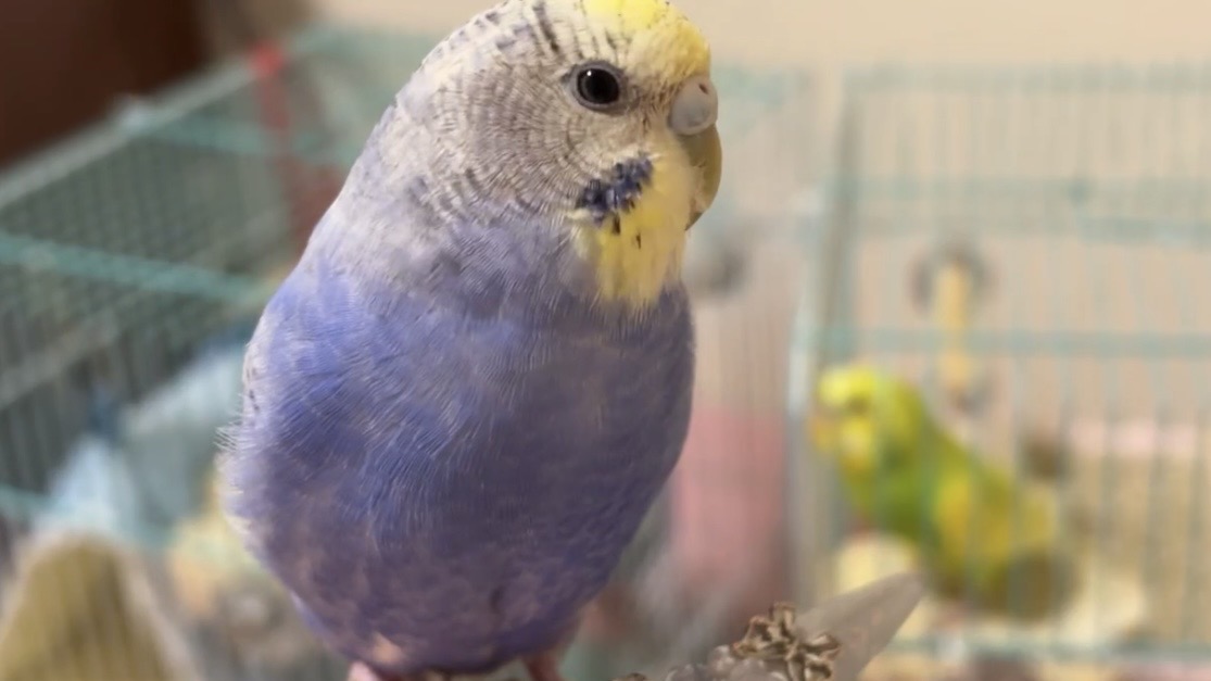 TSUBASA6077's tweet photo. 【拡散希望】
セキセイインコの迷子情報です

場所：熊本県八代市
日時：26/08/16  16時頃
名前：むぅ
特徴：顔は黄色、身体は水色。お喋りせず大人しいですが手乗りです。

情報お持ちの方、下記までご連絡を
npotsubasa@tsubasa0615.org
情報拡散のご協力お願いします https://t.co/94AglGTTPN