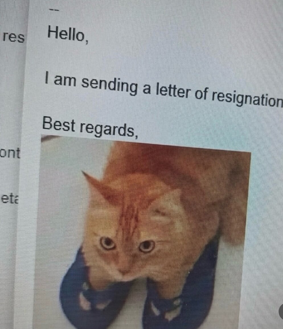 Catsillyness tweet picture