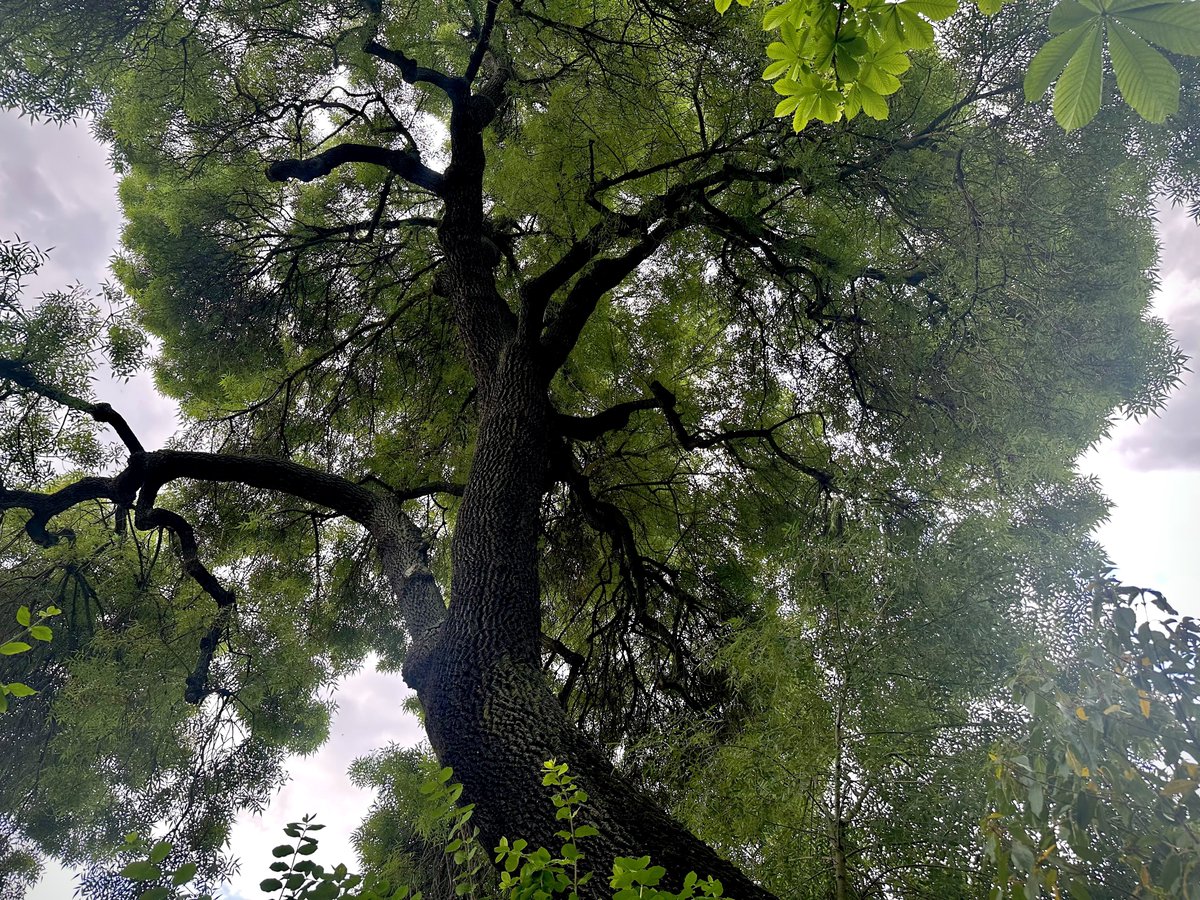 meiyosei's tweet photo. Everything gets better by the trees https://t.co/Y7PrPw6XdZ