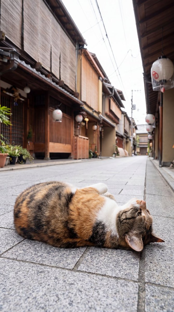 wa_cats's tweet photo. 今日も猫の落とし物が多いな https://t.co/fQMzav7TKs