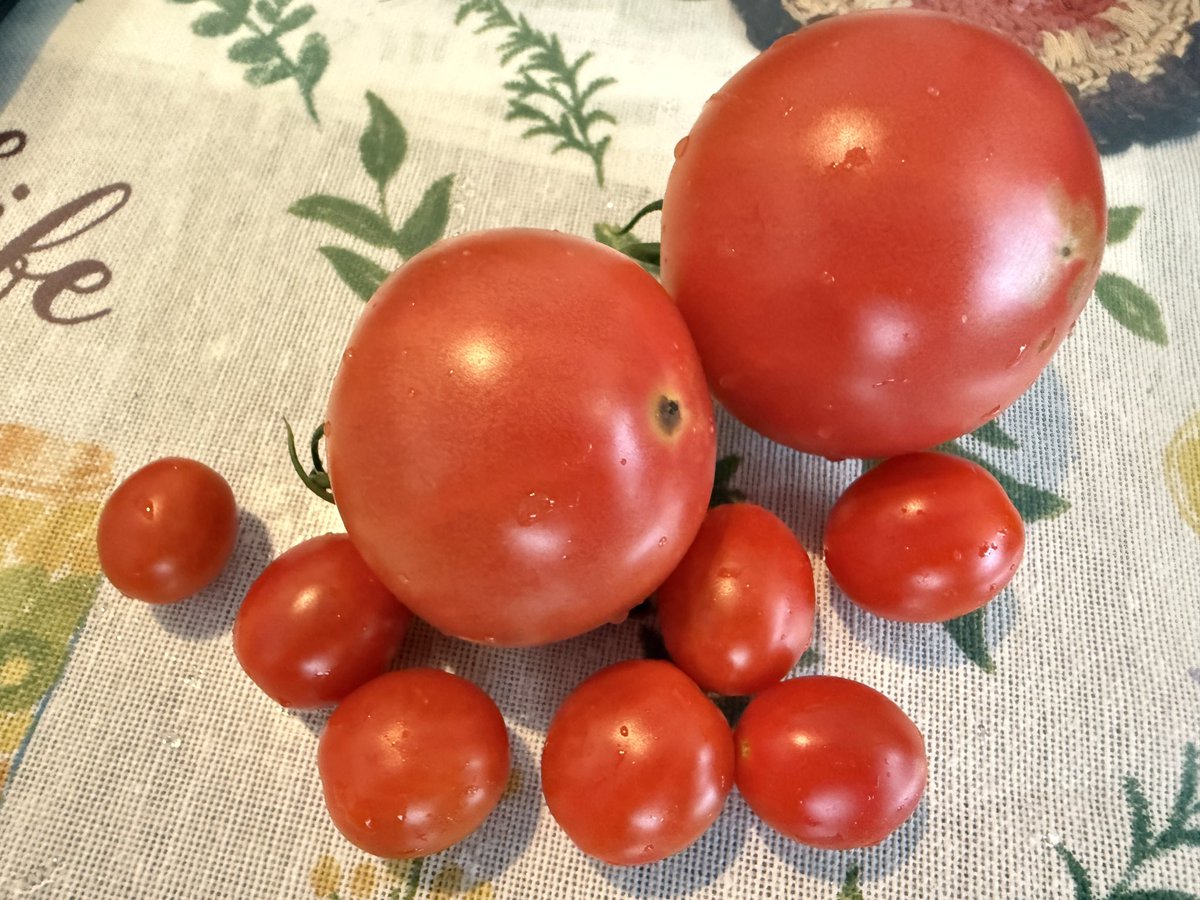 sarah_neko's tweet photo. この夏作ったプランター菜園のトマトはダニの発生や厳しい天候で収穫終了。
ミニトマトは155個、中玉はなかなか熟せなかった物が多くそれも合わせて15個程の結果。
いやー…ミニは味も良くて本当楽しませて貰ったなぁ…な今年の夏。 https://t.co/CnUwkGPmyW