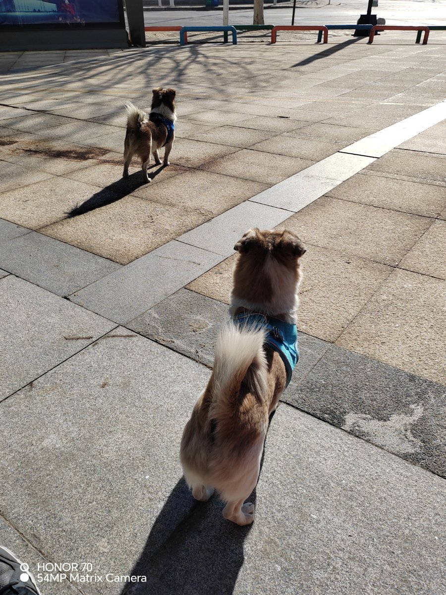 Minag610's tweet photo. My fur baby just hit 6 months old  From a tiny pudgeball to a zooming chaos gremlin—love every silly, snappy second of this journey! https://t.co/E41xaYw7wR