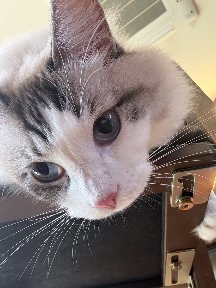 Inu_tsukune's tweet photo. 椅子の上からこんにちにゃん https://t.co/SCaL63Nz5L