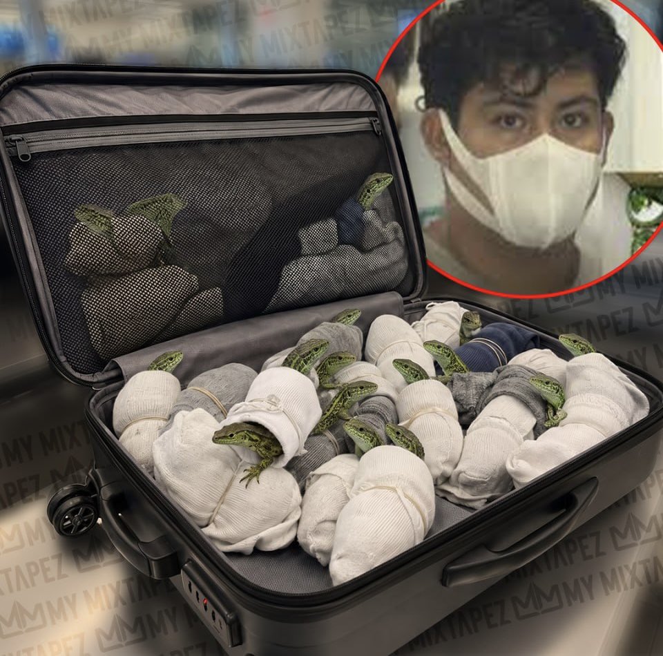 mymixtapez's tweet photo. Mexican man arrested at a Tokyo airport for allegedly trying to smuggle around 200 lizards stuffed inside 22 pairs of socks in his suitcase, after buying them for $3.50 each and planning to sell them for around $630 each in Japan 😳🦎 https://t.co/D9OQVmtbeA