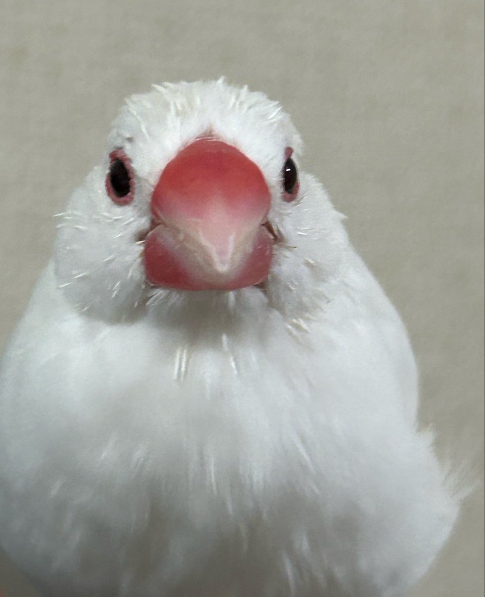 coco20073's tweet photo. おはようございます☁️
お盆が終わって飼い主が出勤の準備している姿を見たモモちゃん🐥 https://t.co/UPtCVAmCtO
