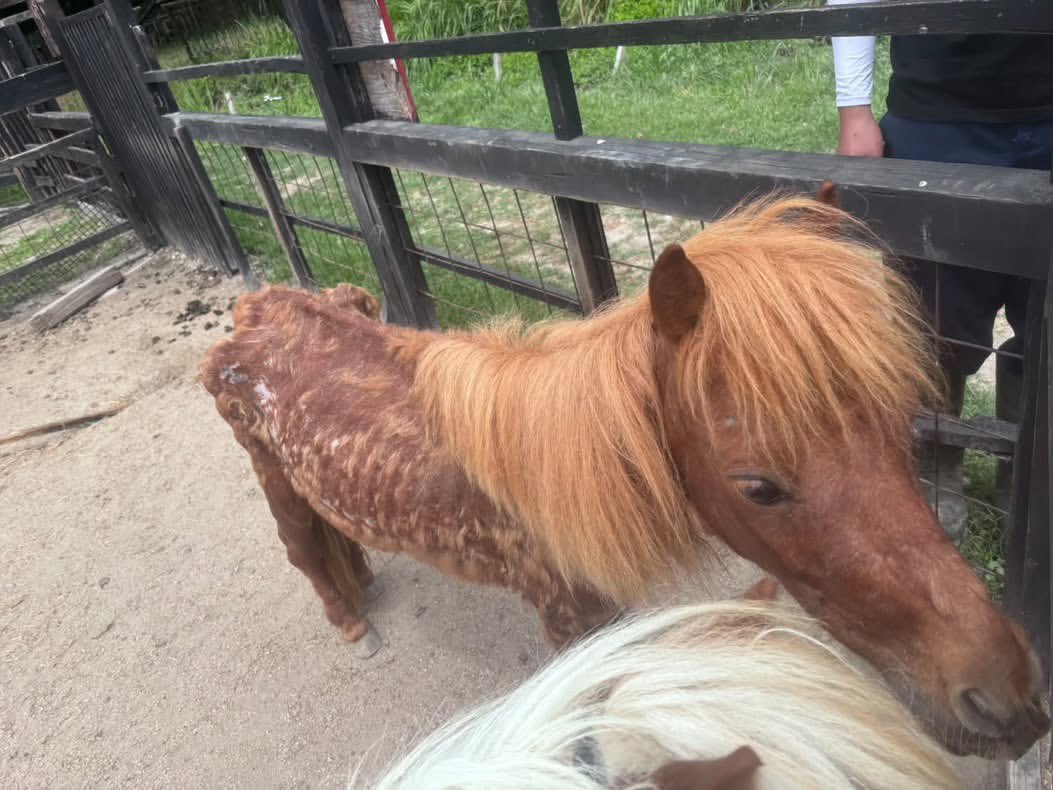eugene_vegan's tweet photo. 山口県の周防大島の #ふれ愛動物村 
のお馬さん、とてもガリガリで他の動物たちも皆こんな感じとのこと。
ここは何年も前から問題になってた施設。保健所の指導も入らず、一向に改善されておらず、悪化しています。
ふれあいは動物達の地獄です。
動物は、あなたの癒やしやかわいいの
道具ではありません。