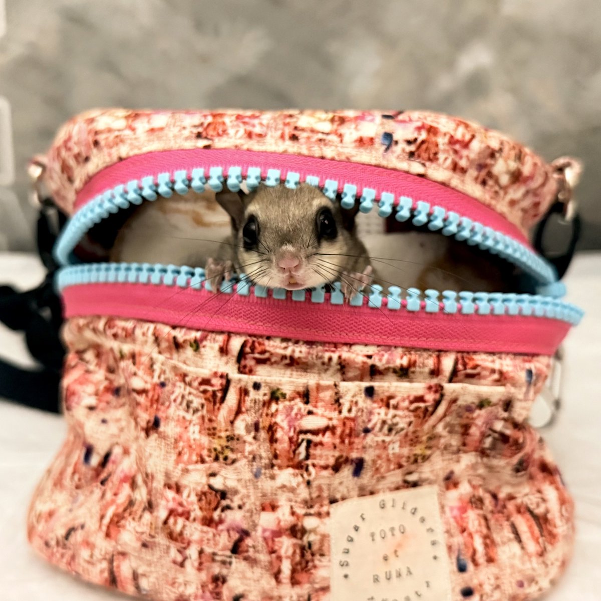Ameri_Momonga's tweet photo. 昨日のモカちゃんは緊張してたせいか、夜中はずっと蚊帳の天井グルグルまわって、朝もなかなか寝てくれなかった💦

でもミルクもフードもおやつもバクバク食べて、足りなさそうだったから、ベビモモのフードもあげた🤣
すでに4ヶ月で体重は大人並みの70g😱
検診でも検便検尿ともに問題なしの優良児✨✨ https://t.co/QH3WC8Gidf