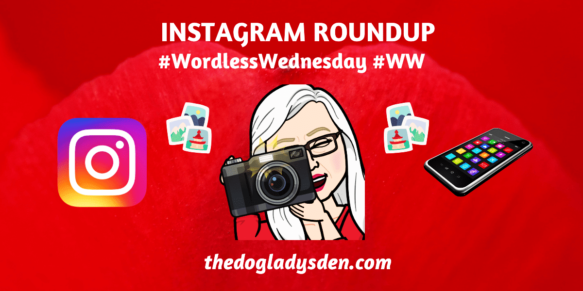DebbieDoglady's tweet photo. INSTAGRAM ROUNDUP EPISODE FOUR #WW #ReviveOldPost #FromTheArchives of @DebbieDoglady https://t.co/wwvDEibZSB #dogladysden https://t.co/v2xothHdit