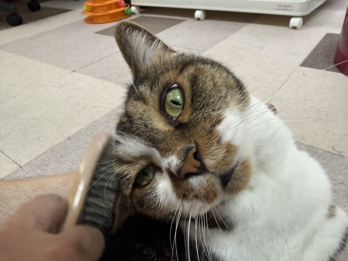 PanainoShinobu's tweet photo. おはようございます。
ブラッシング終了後、部屋をウロウロしてニャーと鳴いておかわりを要求するしのぶさんｗ https://t.co/of6sd0Gi3s