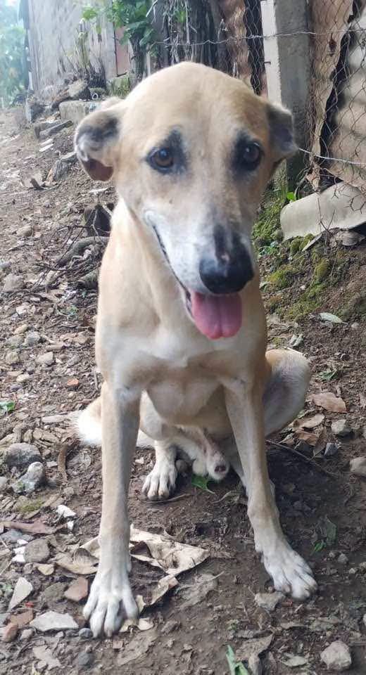 lyssitta's tweet photo. #ServicioSocial
#Reportan 
Nos piden publicar 👇

Este perrito Es macho. Mi hermana y yo le hemos dado asistencia veterinaria. Estuvo ingresado un par de meses, luego se castro se quiso devolver a una persona de la zona que siempre le ha dado un poco de comida, en un inicio dijo lo iba a adoptar pero luego se hizo para,atras.
Ni siquiera un espacio quiere darle en su casa. Dice que el esposo le du e ni un perro mas
  Y los otros vecinos le tiran piedras cuando se,acerca a sus casas . Ahorita tiene un "chindondo" crf a de la oreja por una piedra
Vive en las calles de Guazapa 

76460572
76012230
