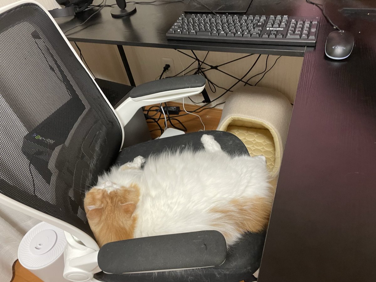bunbunta_cat's tweet photo. 椅子返してください😆
#猫　#猫のいる暮らし　#フォロバ100 https://t.co/LDFKJhK1Hj