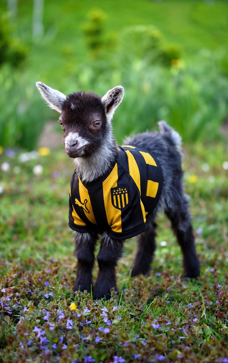 MABEMA1901's tweet photo. @OficialCAP Error, este es Jaime https://t.co/DsPrinfhEa