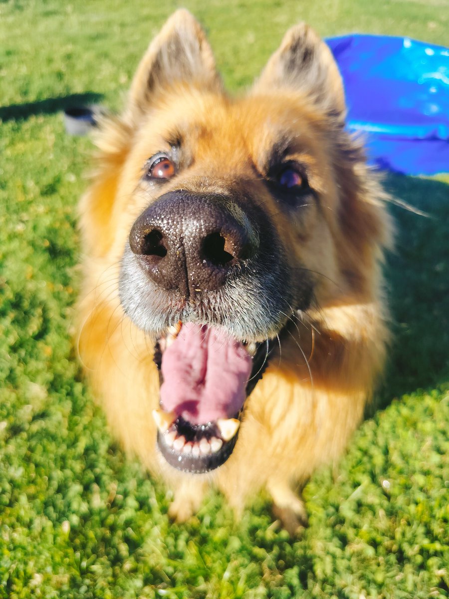 BonnieblueBlue's tweet photo. Pals... Hope you had a super Sunday! - Apollo ♥️🐾 #SundayFunday #JoyBoy #SunshineBoy https://t.co/xcoArCSjIi