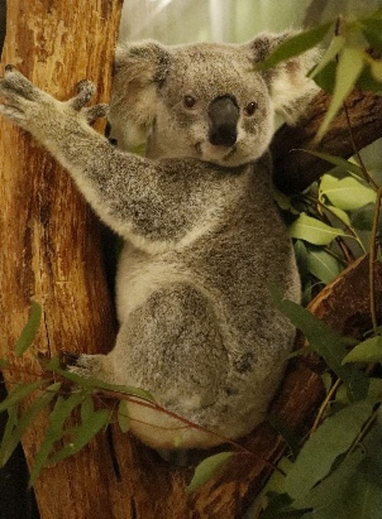 pref_saitama's tweet photo. 🐨新たにコアラが2頭やってきた🐨
いよいよ8月22日（土）10時30分から一般公開を開始します！
※なお動物園は9時30分より開園します。

当日は、限定デザインのコアラのマーチなどを先着で無料配布します🎁
↓詳細はこちら
https://t.co/Ot7LTyTeWx

#こども動物自然公園 #コアラ #コアラのマーチ https://t.co/bFBP2tUDvI