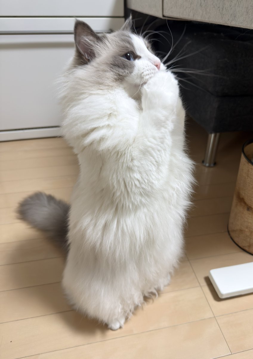 rara_ragdoll's tweet photo. うわっ・・・ぼくのちゅーる、少なすぎ・・・？ https://t.co/9Py8DuOxOn