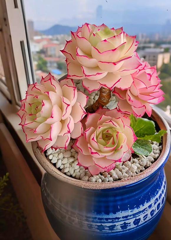 RErnser60282's tweet photo. Just opened my long-awaited package—surprise mini plant!  Small joy delivered right to my door. https://t.co/cf3O4TNh6M