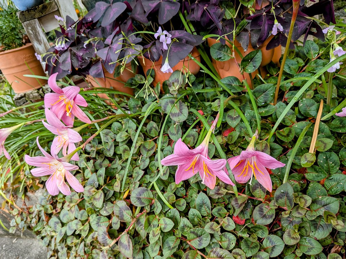 botanical1015's tweet photo. #botanicallife
今年もサギ草が咲きました。ただ、花が咲いたのは少なかったです。水草を古いのを使ったからかな。。。
そして、イヌサフラン。気温が少し下がったためか、また何本か咲きました。 https://t.co/tM2EKDYKcK