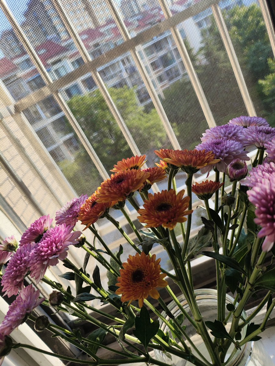 MariaKlock75043's tweet photo. Just caught a sunbeam through the kitchen window while folding fresh laundry—small wins make cozy days https://t.co/UJNt41OUpL