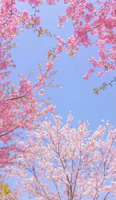 ElizabethFnazf's tweet photo. 月曜の朝9時、仕事終わりの憂鬱感が漂う。重い体を引きずりながら、足を向かわせるのは、心を癒やすカフェのドア。 https://t.co/oIy7OfOwLd