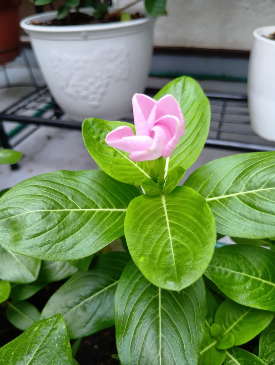 himawari2601's tweet photo. 開花直前と開花後の日々草。
暑くてもどんどん咲くからうれしい(⁠^⁠^⁠) https://t.co/IlNGfTNyrv