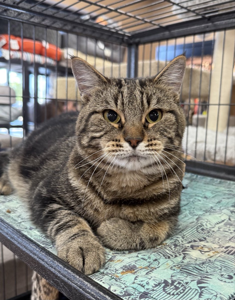 SAFEteamrescue's tweet photo. Introducing new recruit adoptable kitty, Umber! Umber is our new in-store supervisor at petvalu.meadows (2386 24 Street NW, Edmonton), he is settling in well and enjoying receiving lots of pets! This sweetie is 3.5 years old, he is looking for a calm and quiet forever home with https://t.co/zeVHaFusYD