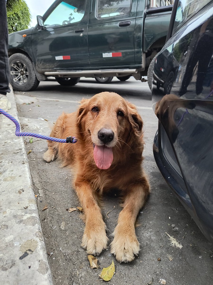 callao_noticias's tweet photo. #Ayuda | GOLDEN ENCONTRADA EN EL CALLAO
Está asustada por los fuegos artificiales. Se busca a sus dueños o un hogar temporal. Está bien cuidada y sin pulgas.
📞 +51 922 091 883. Se pedirán pruebas al reclamarla.

#Callao #Golden #MascotaPerdida #Difusión #Perrita https://t.co/KKIDMpWMDe
