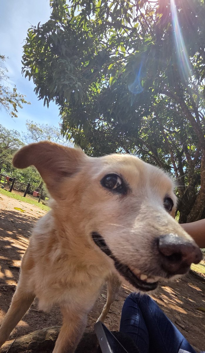 osgafrita's tweet photo. Cavalos e cachorro bobo :p https://t.co/q974kO5szd