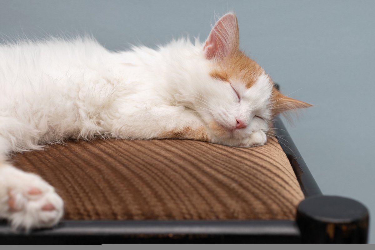 MeBeGenius's tweet photo. My sleepy cat curled up on my laptop while I was working – this little ball of fur is the best co-worker I could ask for.  #PetCompanion https://t.co/1o8r3vfvBQ