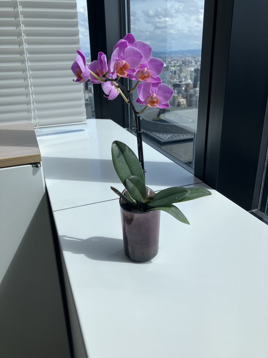 eminoriplus's tweet photo. おはようございます！ 
DPTは本日から通常営業となります！

以前お客様から頂いた胡蝶蘭の写真を投稿します。
オフィスが華やかになったと社内で評判です！
 #eminori #eminoriplus #農業 #環境制御　#胡蝶蘭 https://t.co/nLsQ133cD2