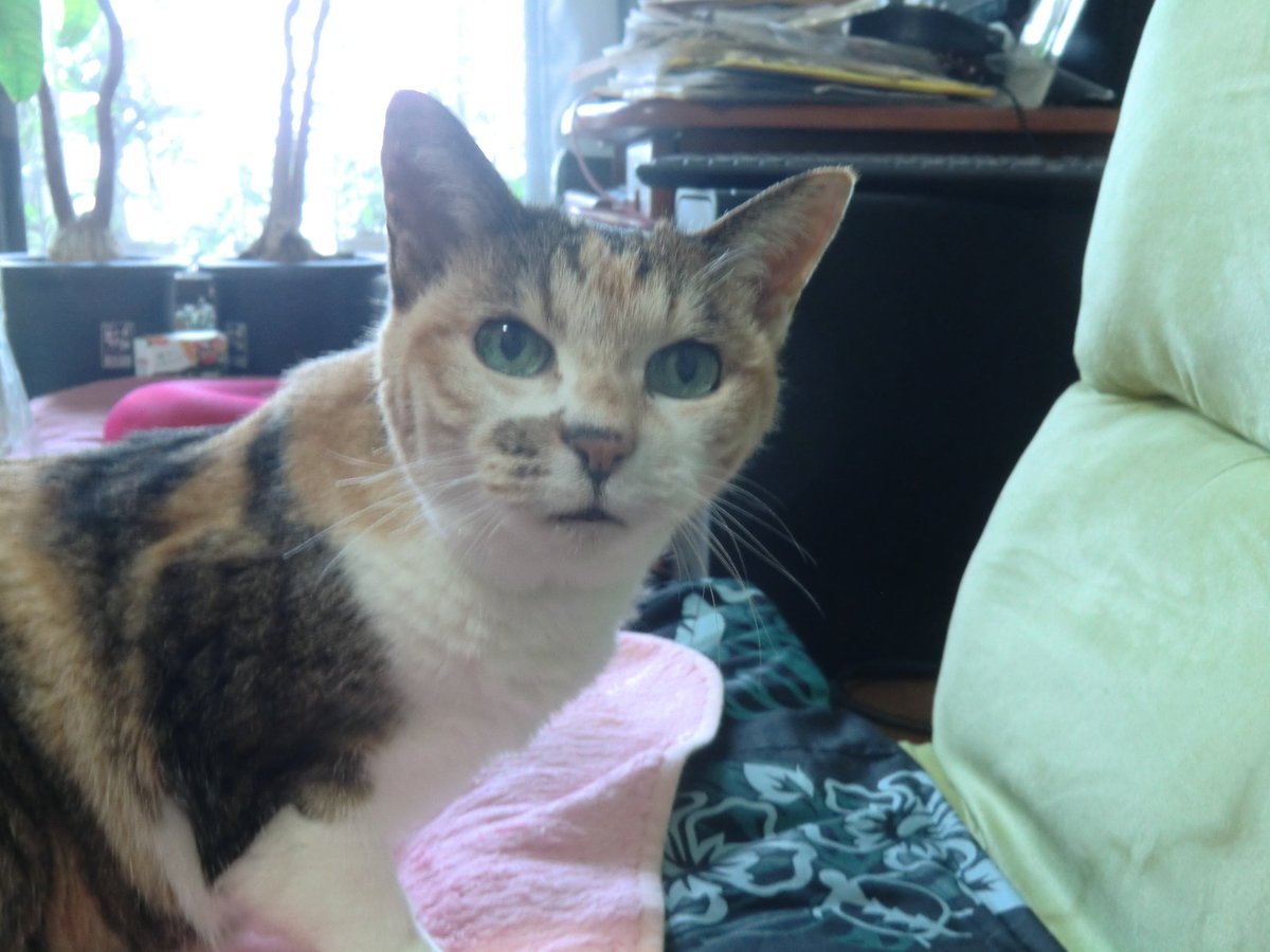 chief_kiku's tweet photo. うちのすぐる君♀は22歳。ってことはもう100歳越えか。 https://t.co/CIwLvFISvy