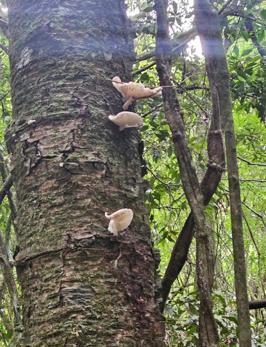 AnaMoretto4's tweet photo. #MushroomMonday #fungi #fungus #FungiFriends
Hunting #mushrooms while hiking!! https://t.co/crtXBWylnv