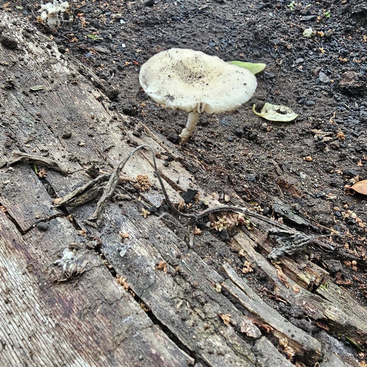 AnaMoretto4's tweet photo. #MushroomMonday #fungi #fungus #FungiFriends
Hunting #mushrooms while hiking!! https://t.co/crtXBWylnv