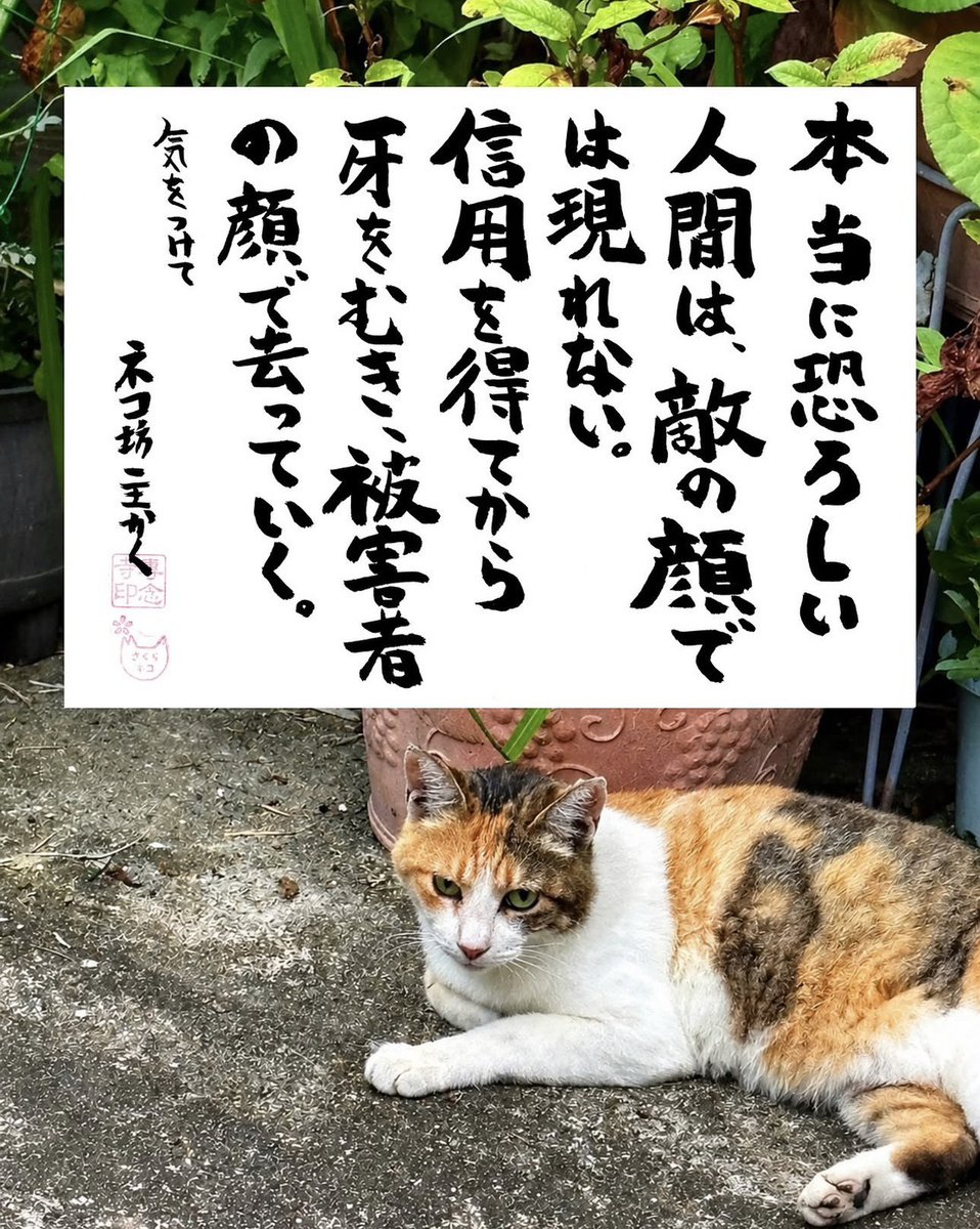yomifami_x's tweet photo. よみふぁみでは、「ネコさんから人間さんへ今日の一言」がSNSで話題になっている「ネコ坊主」こと、一向山専念寺の住職・籔本正啓さんのコラムを連載中。

36回目の「今日の一言」は、「本当に恐ろしい人間は、敵の顔では現れない。信用を得てから牙をむき、被害者の顔で去っていく。」です。

「その人の本当の姿は、言葉ではなく、日々の行いの中に表れます」と籔本住職はおっしゃっています。

🔽籔本住職の記事を読む 
https://t.co/ONbo2aXuDg

@yabumoto610