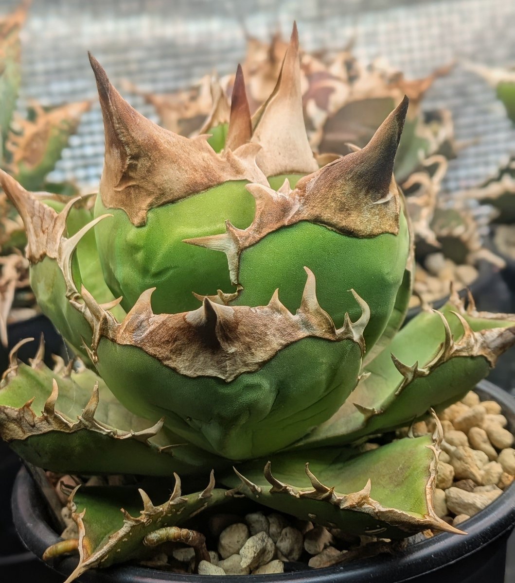 T_plants007's tweet photo. 鋸歯が🦏らしくなってきた😁 https://t.co/2zV6ff3CX0