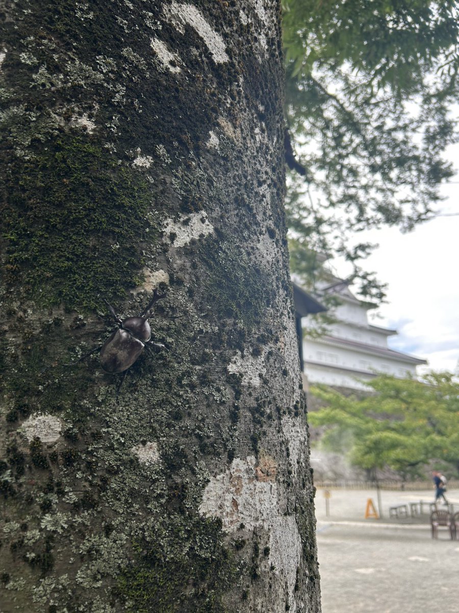 tsurugajo1965's tweet photo. こんにちは！
#今日の鶴ヶ城 です🏯

天気は曇り🌦️
予想最高気温32℃ですが朝は涼しく快適でしたね🙂

公園内を巡回中カブトムシを発見♪
暑すぎず虫にとっても過ごしやすい一日になりそうです😄

#会津 #会津若松 https://t.co/goIZka3fFS