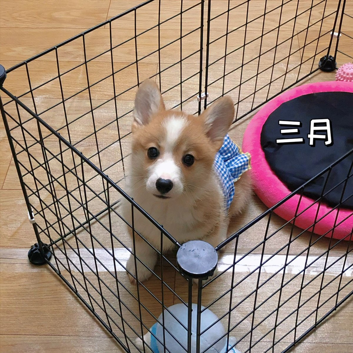 RAMESHA91937559's tweet photo. Corgi puppy turned 1 today! Wobbly steps to zoomies—growth hits different . https://t.co/MFmxzV9IV1
