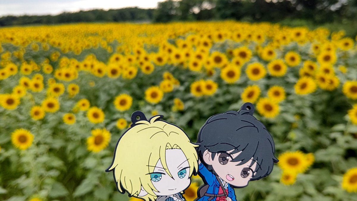 soyo_21's tweet photo. 夕暮れ時の ひまわり畑 https://t.co/DSSvUXslGF