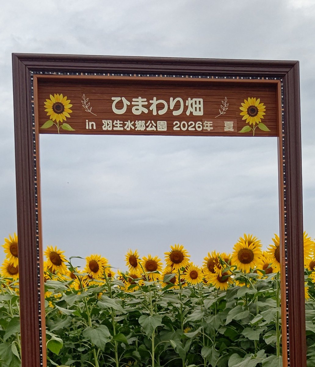 soyo_21's tweet photo. 夕暮れ時の ひまわり畑 https://t.co/DSSvUXslGF