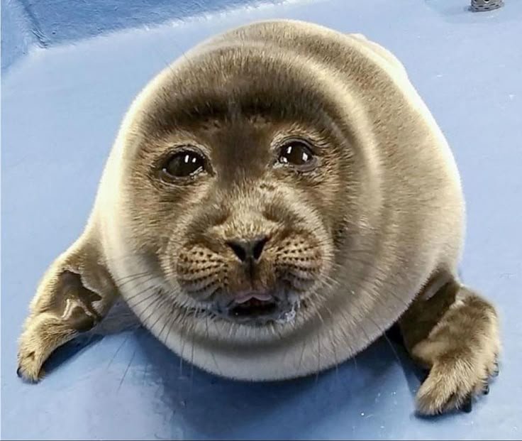 c0rt1sg1rl's tweet photo. Mutis seamos amigas 😭😭😭 no me ignoren soy buena onda 😭😭😭😭😭😭😭😭😭😭😭😭😭😭😭😭 https://t.co/9OkVFW1zX6