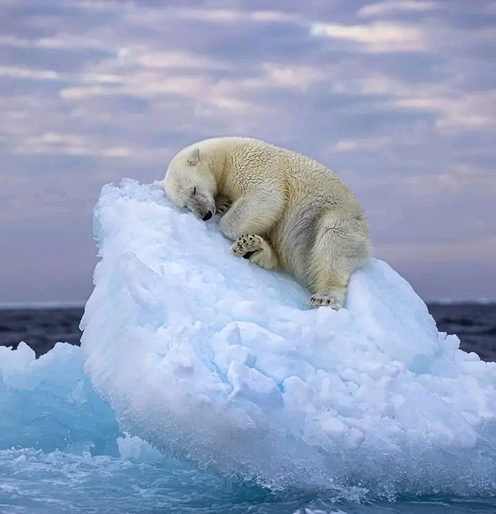 AmazingNature00's tweet photo. Wildlife Photographer Of The Year has been won by amateur photographer

An amateur photographer from the UK has won a prestigious Wildlife Photographer Of The Year award 🏆 ⁠
⁠
Nima Sarikhani captured the image of a sleeping polar bear on an iceberg off Norway's Svalbard archipelago.⁠
⁠
The picture, titled Ice Bed, has been crowned the winner of the Natural History Museum's Wildlife Photographer Of The Year people's choice award, after being whittled down to a shortlist of 25 from almost 50,000 entries from around the world.