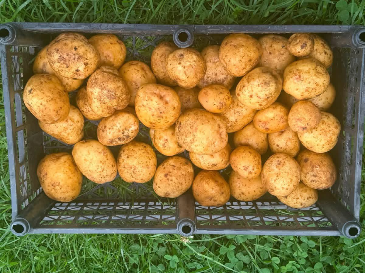 RyanQuarlesKY's tweet photo. THIS SPUD’S FOR YOU. 🥔🇺🇸 🥔 THE POTATOES ARE OUT OF CONTROL.

We tried to contain them.

We failed.

They’re fresh. They’re thriving. They want you to root for them. Message if you’d like to arrange pickup.  #KentuckyProud #FrontPorchMarket https://t.co/fCAys1mBhU