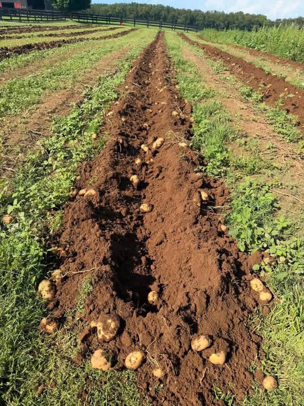 RyanQuarlesKY's tweet photo. THIS SPUD’S FOR YOU. 🥔🇺🇸 🥔 THE POTATOES ARE OUT OF CONTROL.

We tried to contain them.

We failed.

They’re fresh. They’re thriving. They want you to root for them. Message if you’d like to arrange pickup.  #KentuckyProud #FrontPorchMarket https://t.co/fCAys1mBhU