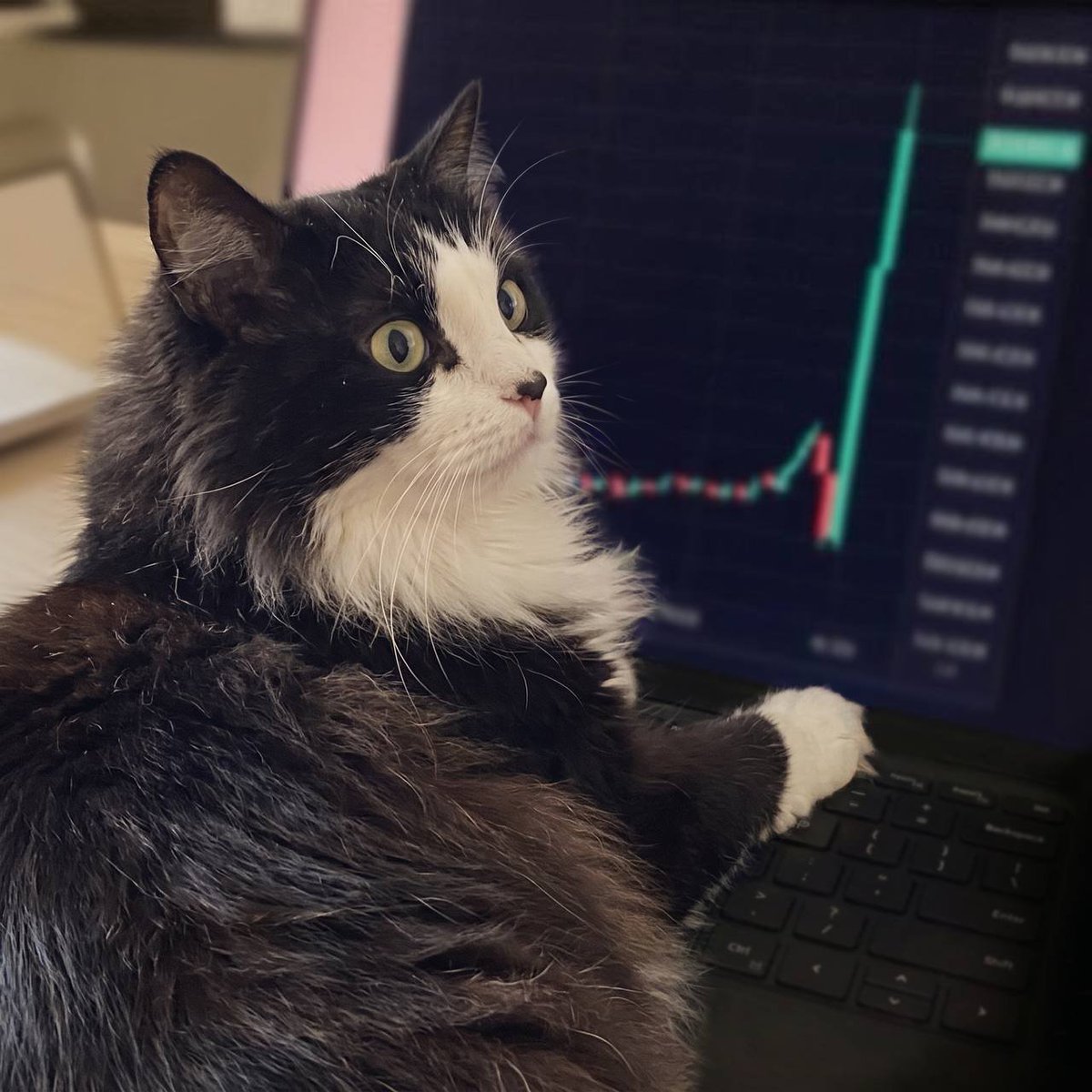 sledgebaseCTO's tweet photo. Locked in

$Sledgehammer's owner taught him everything he knows https://t.co/nQFPaISpn1