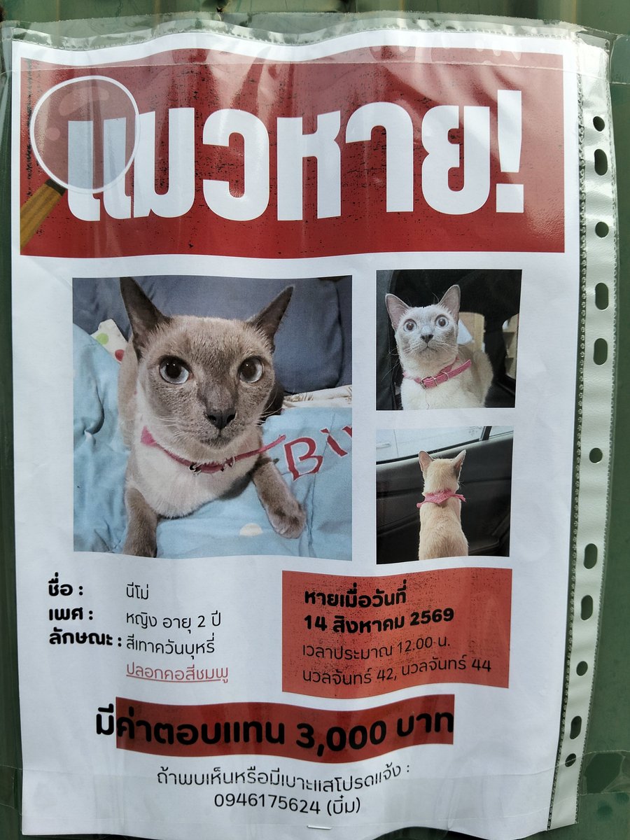 FROOTLOOPSMILK's tweet photo. ฝากส่องหาน้องด้วยนะคะ ในโซน ซอย  #นวลจันทร์  พอดีเราเห็นแปะประกาศไว้ในซอยบ้าน
#แมว #แมวหาย
#ตามหาแมวหาย https://t.co/HQDZEeaZ9J