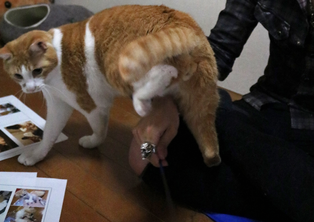 lenkoteofficial's tweet photo. 😺遊ぶのに夢中で煉パパの膝上を踏んでいってることも無意識な様子🐈🐾😆
https://t.co/FzIMiF9QRN
#れんコテ #柴田亜美 #煉と虎徹 #生き物にサンキュー #動物スクープ100 https://t.co/hsqIczkZ6T