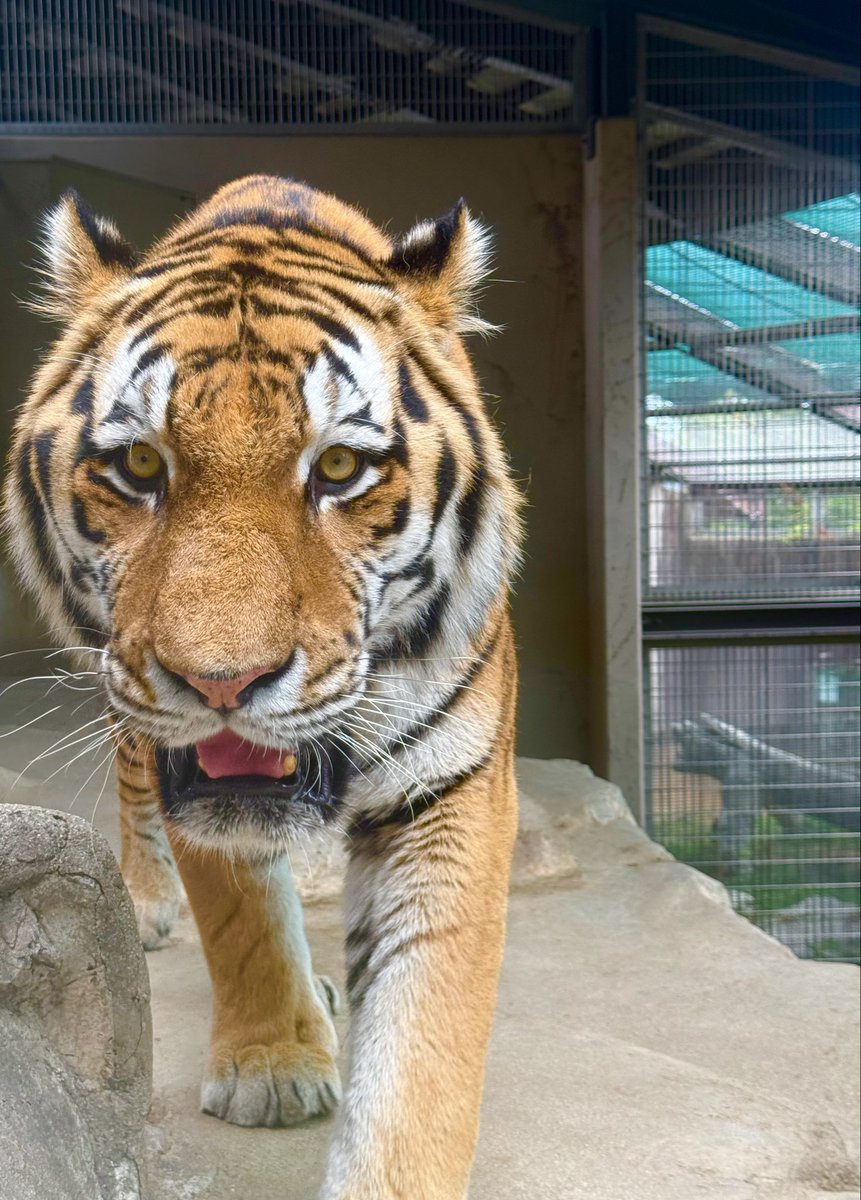 LUNA0723555's tweet photo. 神戸市立王子動物園行ってきた！
トラにめっちゃ近くに寄られて泣いた https://t.co/CDx6nAre6d