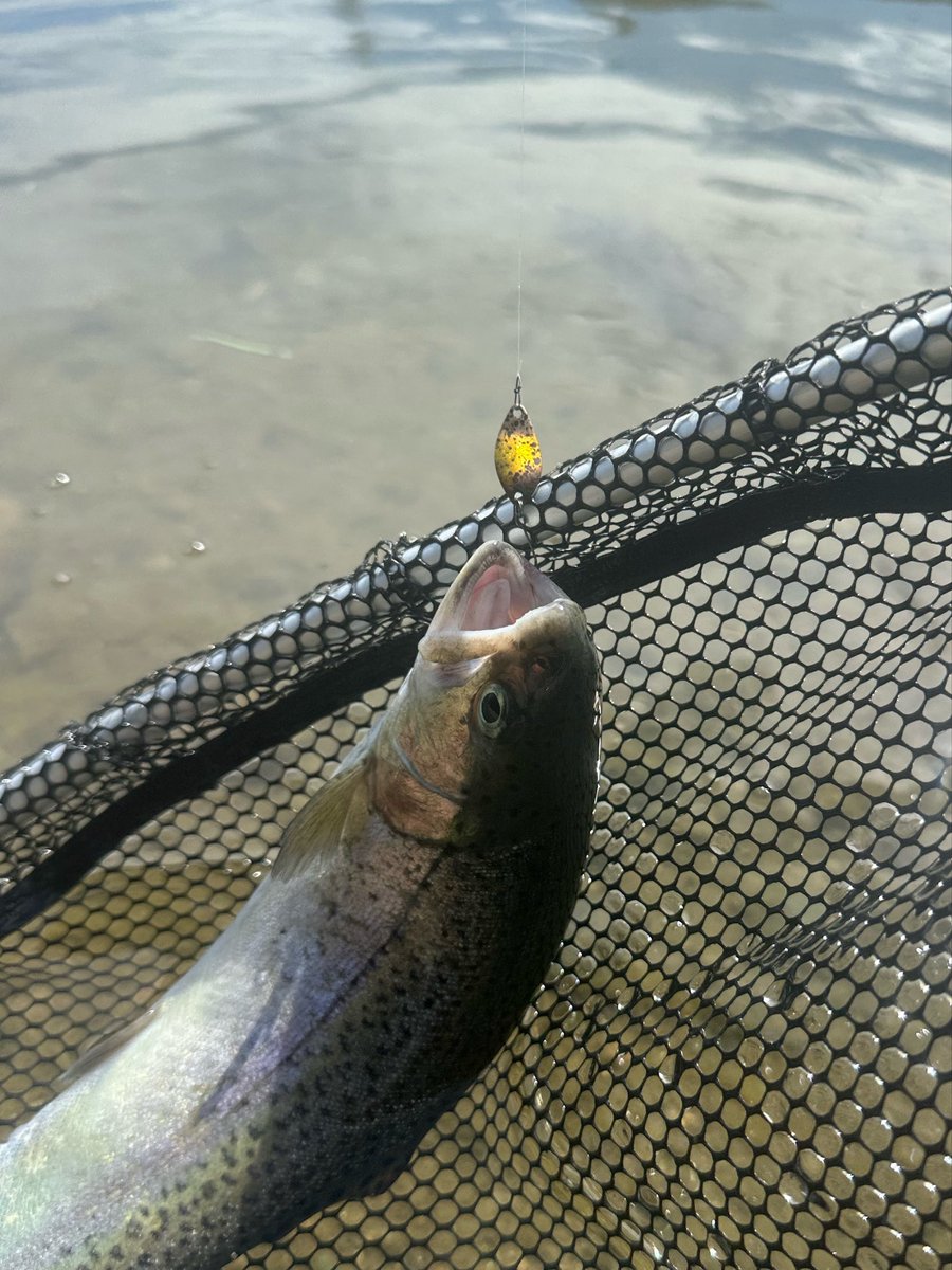 fishing2004's tweet photo. 昨日も五頭‼️
AM5時〜PM6時、13時間コース😇
朝はrcワウ37hfで正解を見つけてからはボコボコ^_^
放流魚はシルエット嫌ってたのでタイソンから早めにキッドダディ1.2g（AG9）に落とし速度はそのままシルエットだけ小さくしてあげると回遊してくる放流魚がパクパクでした😲
#DeepParadox
#YARIE
#五頭FP https://t.co/hy8yXkszXM